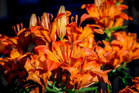 Kostenlose Foto Natur Licht Blatt Blume Bl Tenblatt Orange Rot