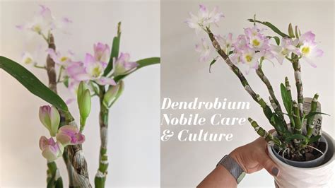 Dendrobium Nobile Care And Culture How To Handle Winter Rest Period