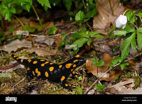 European Fire Salamander Salamandra Salamandra On Forest Ground