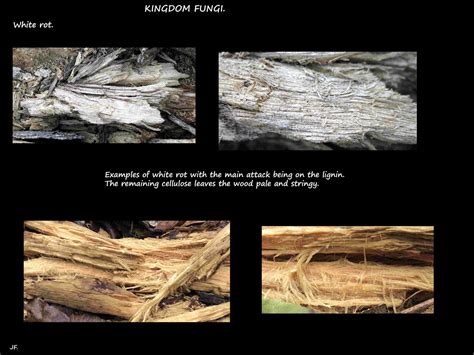 2 Fungi & wood rot - Botany Brisbane