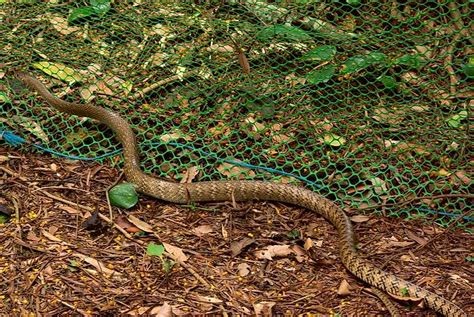 Snakes Of Taiwan Ptyas Mucosa Dhaman Oriental Ratsnake