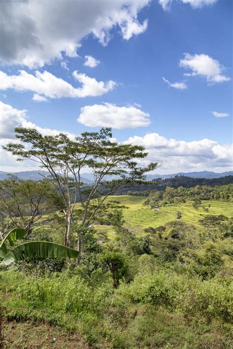 Portrait Of Golo Cador Rice Terrace Stock Photo Image Of Green