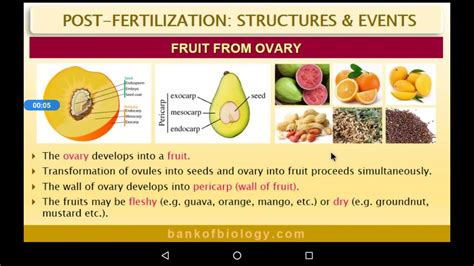 12 Bio Sexual Reproduction In Flowering Plants Post Fertilization Events Fruits From Ovary Youtube