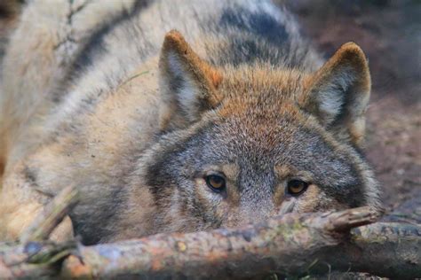 Le Loup Demain Le Loup En Bretagne