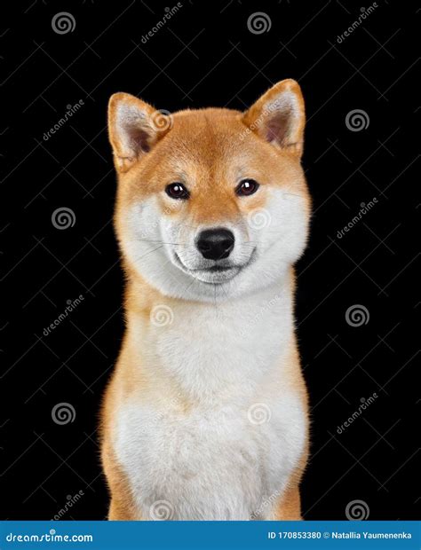 Shiba Inu Dog Portrait Stock Photo Image Of Purebred 170853380