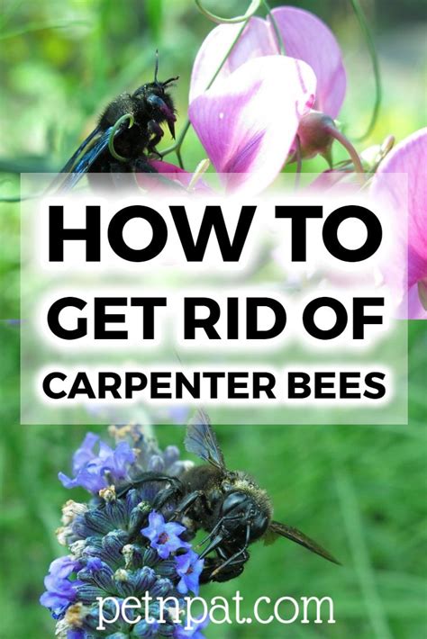 How To Get Rid Of Carpenter Bees Natural Or Lethal Carpenter Bee