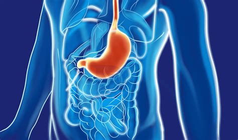 H Pylori Treatments For Optimal Digestive Health The Gi Docs