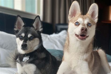 My 6 Favorite Things About Owning Alaskan Klee Kai