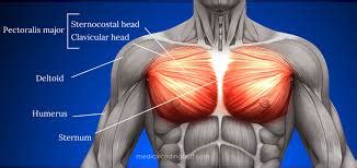 Pectoral muscle pain: Cause, Symptoms, Treatment, Exercise