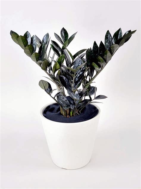 Raven Zz Plant Plantvine