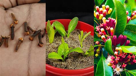 How To Grow Clove Spice How To Grow Clove Plant At Home How To Grow