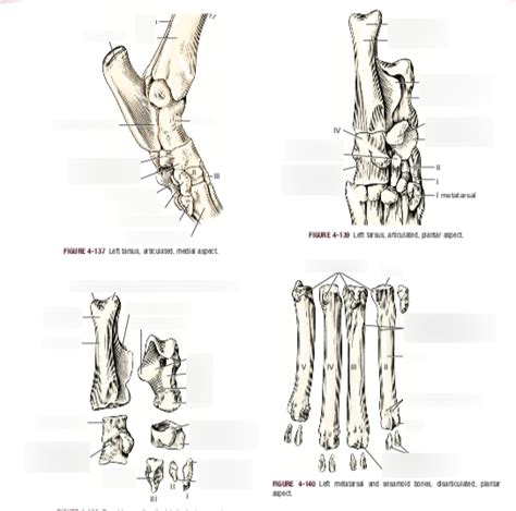 Tarsus Diagram Quizlet