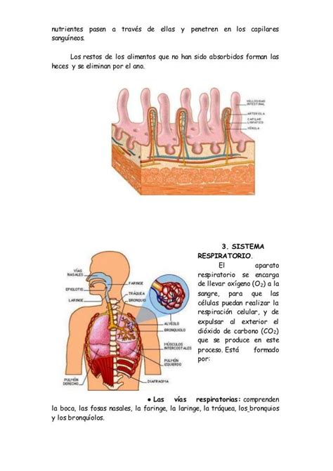 Aparatos Que Intervienen En La Funci N De Nutrici N Artofit