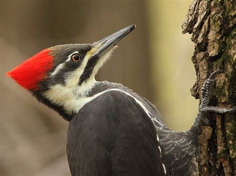 wildlife-habitat-pileated-woodpecker - Ochoco Forest Restoration ...