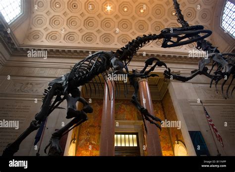 Roosevelt Rotunda Allosaurus Skeleton American Museum Of Natural