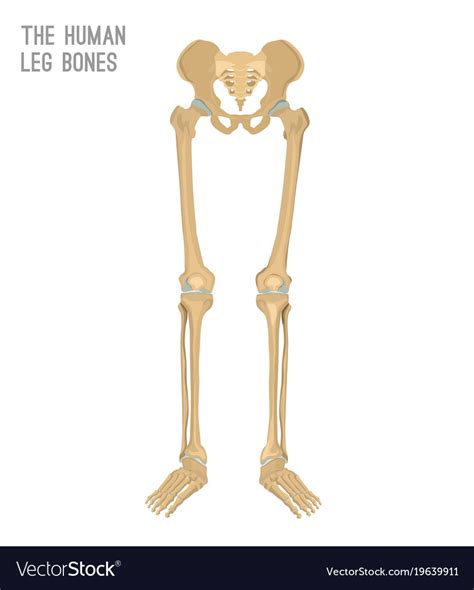 bones of the leg