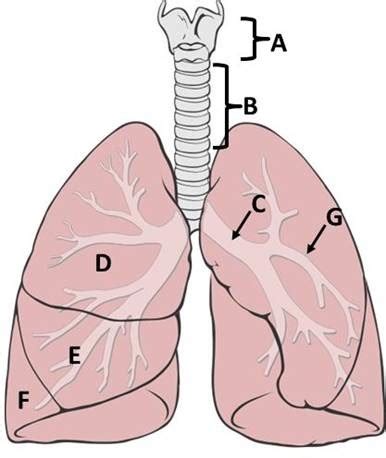 Respiratory System Flashcards Quizlet