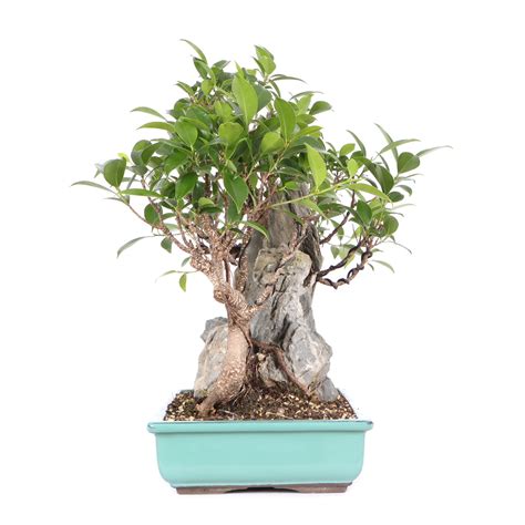 Ficus Microcarpa Tiger Bark Tropische Bonsai Bonsai Indoor