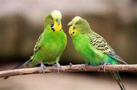 Decoding The Price Of Parakeets A Colorful Exploration