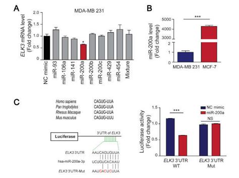 MiR 200a Targets The 3 UTR Of The ELK3 MRNA In Breast Cancer Cells A