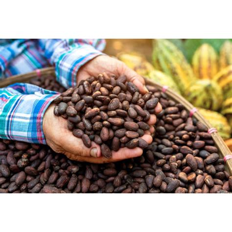 Buy Wholesale Germany Roasted Cocoa Bean Organic Cocoa Bean Cacao