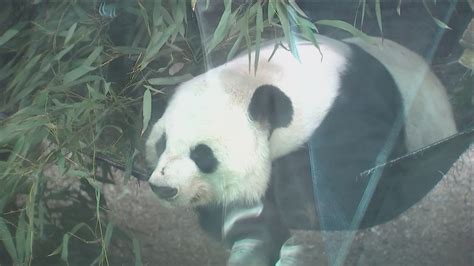 Atlantas Giant Pandas Begin Journey To China