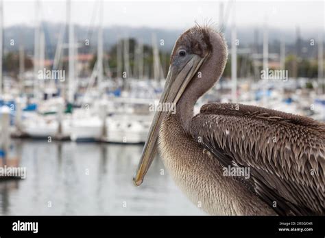 Brown Pelican Pelecanus Occidentalis Stock Photo Alamy