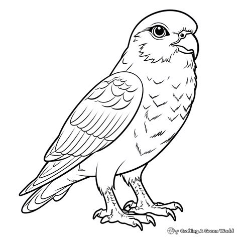 Falcon Coloring Pages Free And Printable