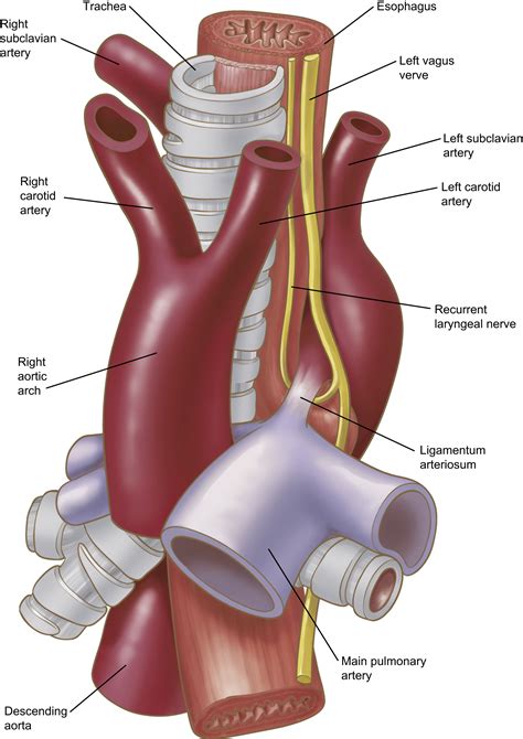 Arch Aorta Anatomy