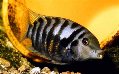 12 Convict Cichlid Tank Mates - VIVO Pets