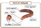 Animal Anatomy - Label the Parts of Millipede: Posters & Worksheets