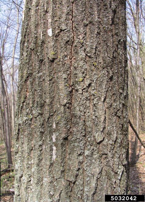 Red Oak Tree Disease Oak Leaf Disease Plantdoc Diseases Club Center