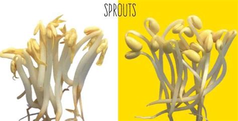 An Image Of Sprouts And The Same Type Of Plant That Is Growing Out Of It