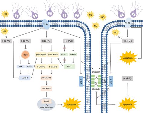 Frontiers Specific TLR Mediated HSP70 Activation Plays A Potential