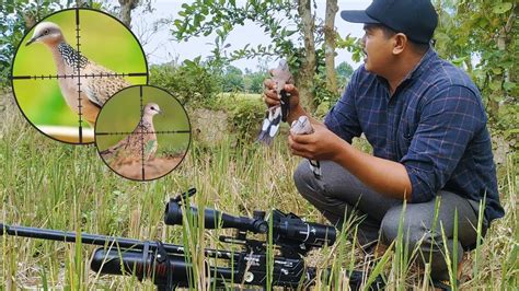 Berburu Burung Tekukur Di Sawah Yang Baru Saja Habis Di Panen Langsung