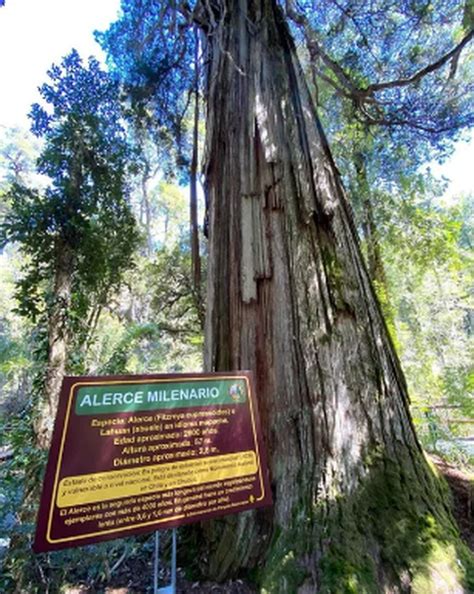 El Rbol M S Antiguo Del Mundo Se Encuentra En El Parque Los Alerces