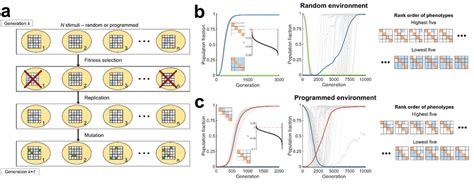 Stochastic Evolutionary Dynamics Simulations Show Selection Of