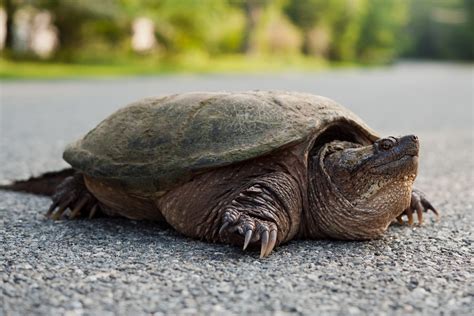 What Do Pet Snapping Turtles Eat? - Pet Food Guide