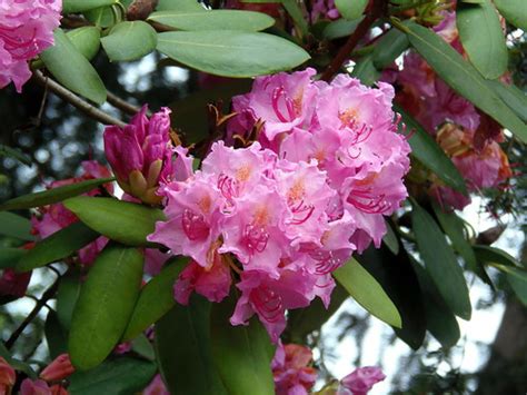 Rhododendron Blütenzauber Blütenmeer des Rhododendron Flickr