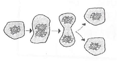 Life Sciences: Cell Theory Diagram | Quizlet