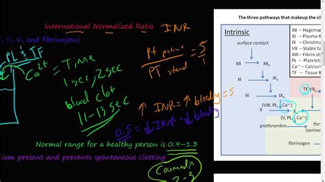 How To Calculate Inr Ratio