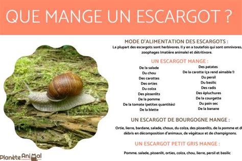 L Ndzsa Kanada Mester Est Ce Que Les Escargots Mangent Des Mouchoirs