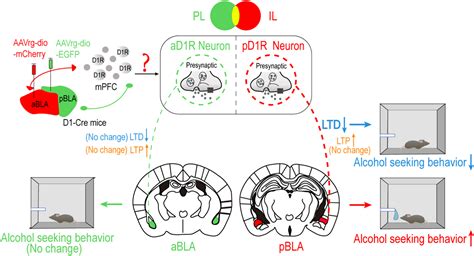 Anterior And Posterior Basolateral Amygdala Projections Of Cell Type