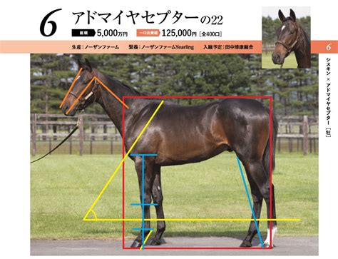 キャロットクラブ2023募集馬の馬体診断と評価①～関東入厩予定馬no1～no25「一口馬主・たてログ競馬式馬体診断と評価」 たてログ