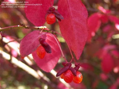 Plantfiles Pictures Burning Bush Cork Bush Winged Euonymus Compacta Euonymus Alatus By