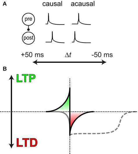 Defining Spike Timing Dependent Plasticity A A Presynaptic Cell