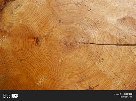 Tree Rings Old Image And Photo Free Trial Bigstock