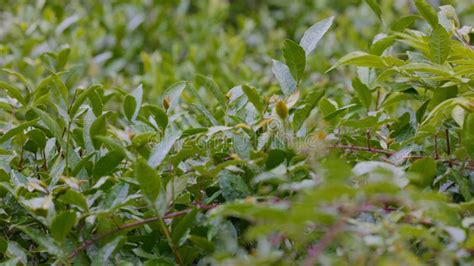 Tea Leaves Young Green Leaves On The Tea Bush Close Up Tea Bush On