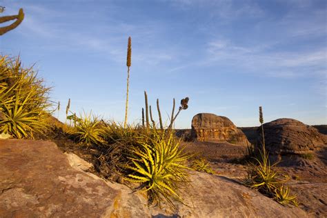 Caatinga características onde fica animais e vegetação típica