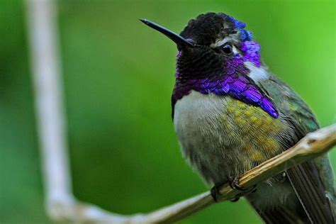 Costa’s hummingbird - Bird Informer